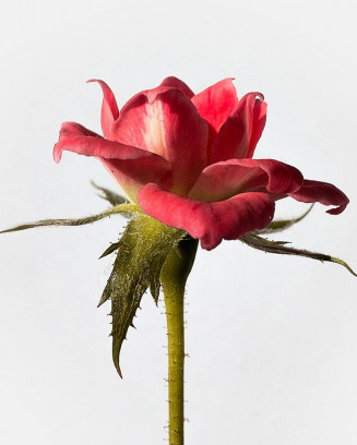 The Red Cherry Lisianthus