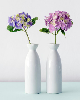 Chinese Pagoda Primrose