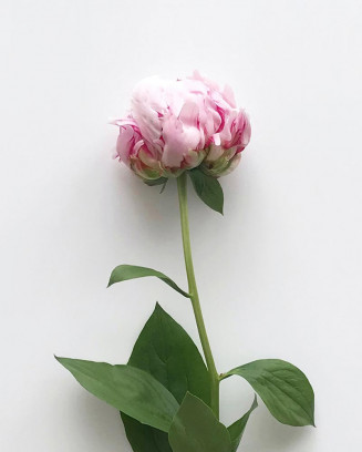 Special Fresh Flowers