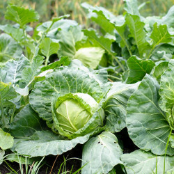 Pusa Cabbage Green Pattagobi Seed