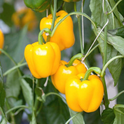 Kirat Organic Green Capsicum Seed
