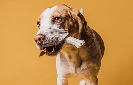  Discover Premium Toys, and Accessories for Dogs, Cats, and Birds