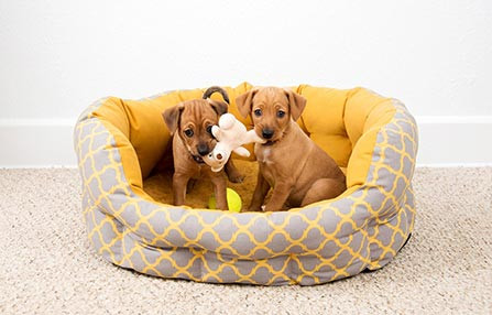 Pamper Your Furry Friends with Delicious Treats, Cozy Beds, and Toys