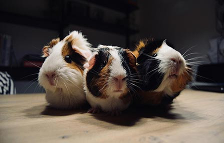 Trusted Pet Store for Supplying Healthy Foods, and Grooming Supplies