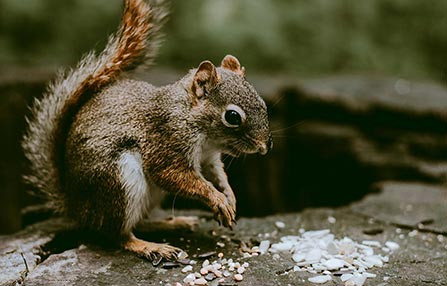 Premium Grooming Products for a Fresh, Healthy, and Happy Pet