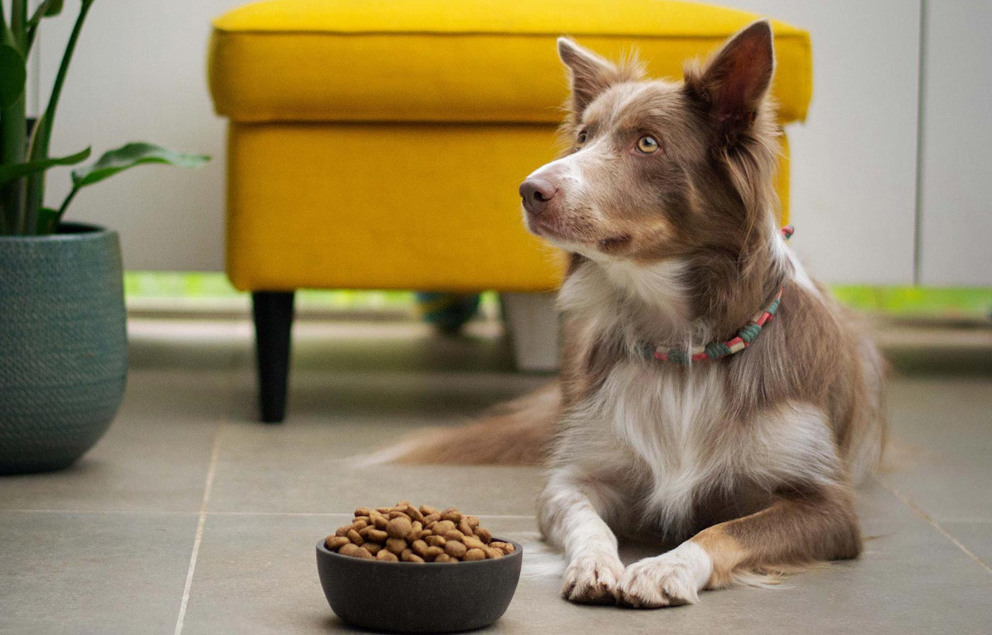 Give Your Beloved Pets the Best Care with Our Quality Products Today