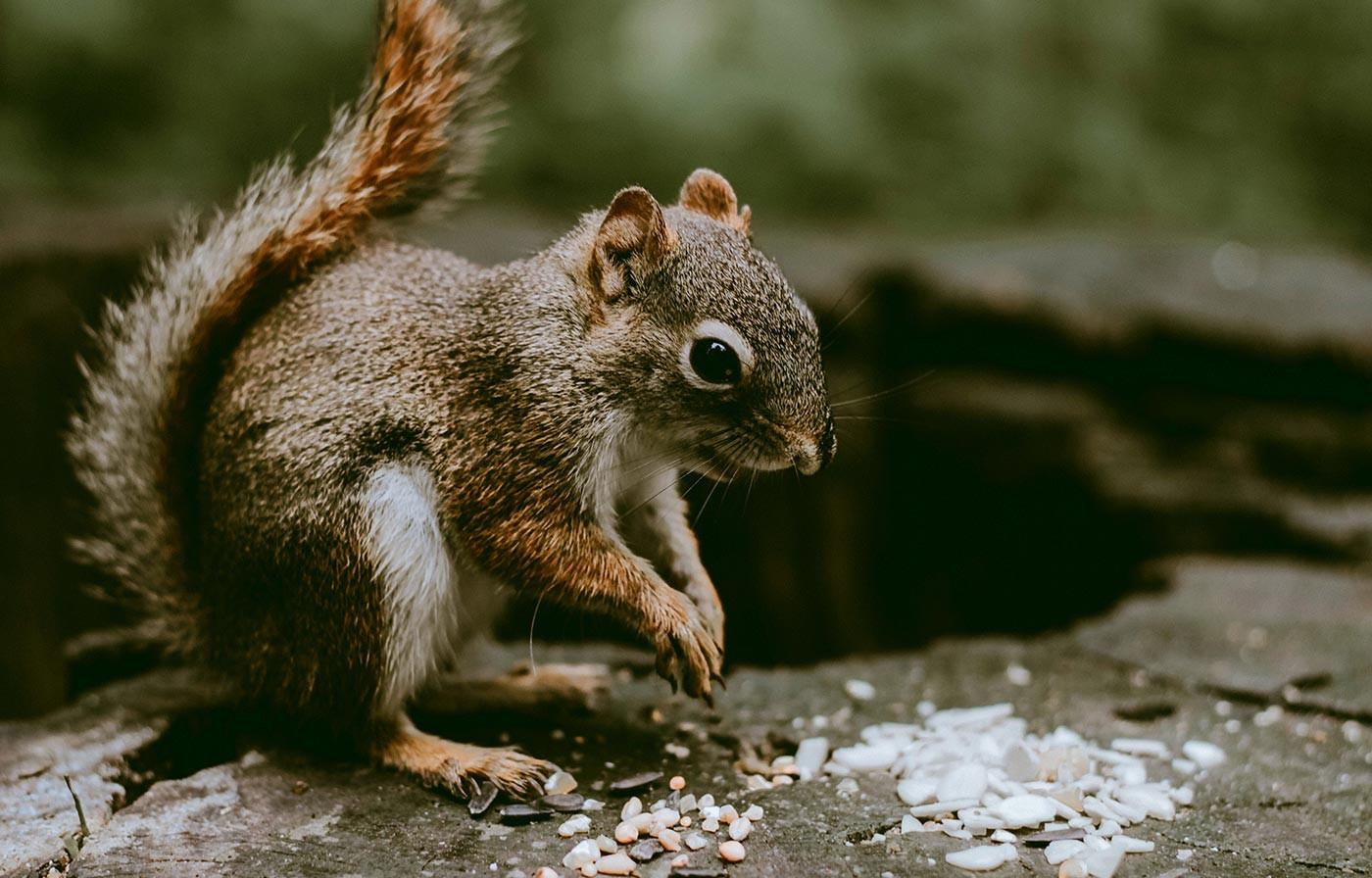 Premium Grooming Products for a Fresh, Healthy, and Happy Pet