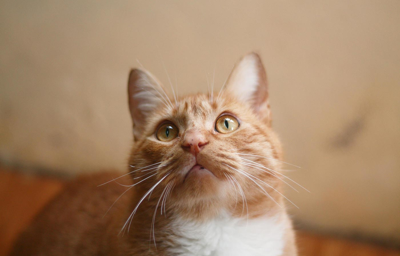 Bring Joy to Your Pets with Treats, Apparel, Beds, and More