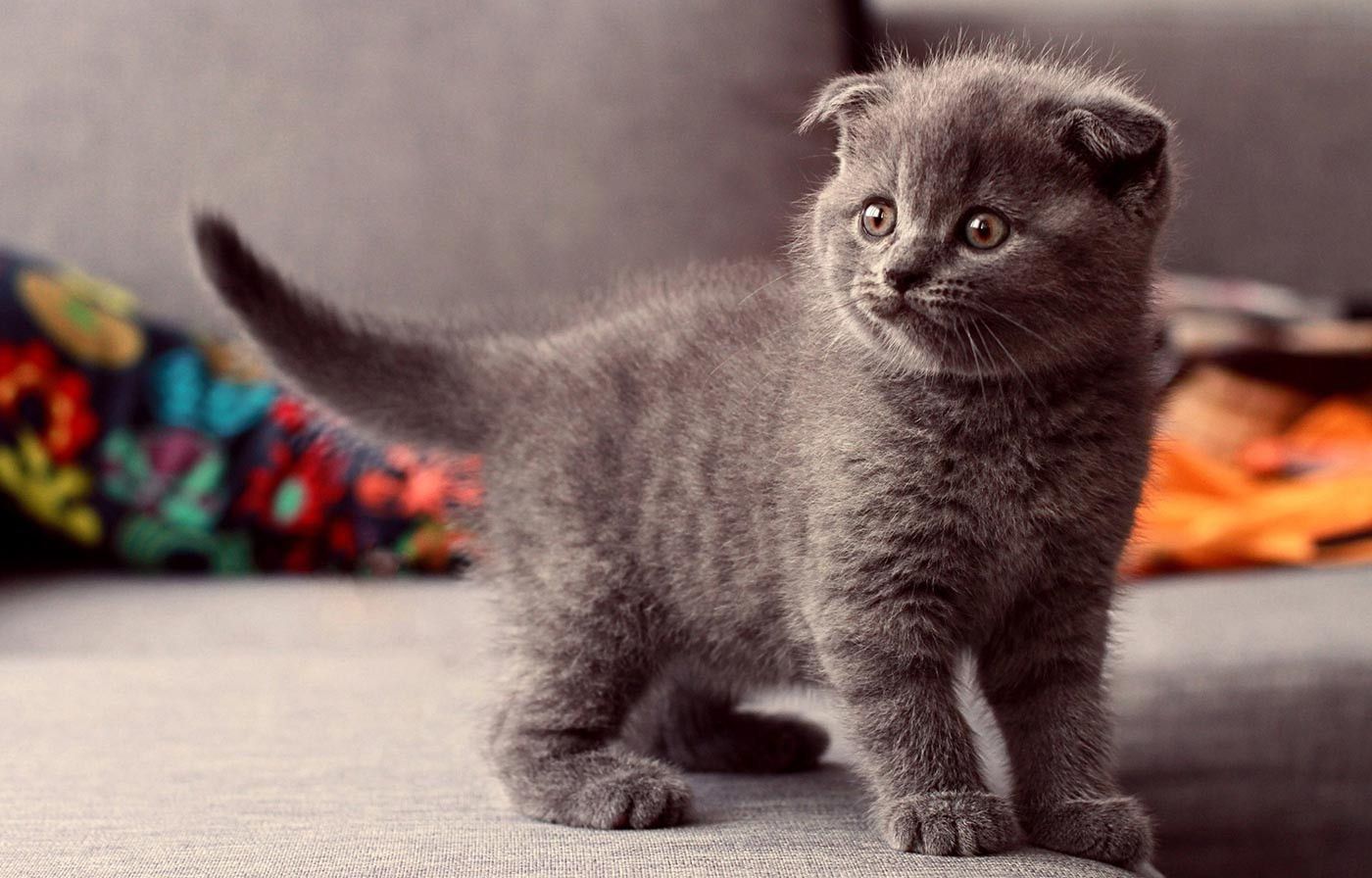 Everything Your Furry, Feathered, and Scaly Friends Truly Need