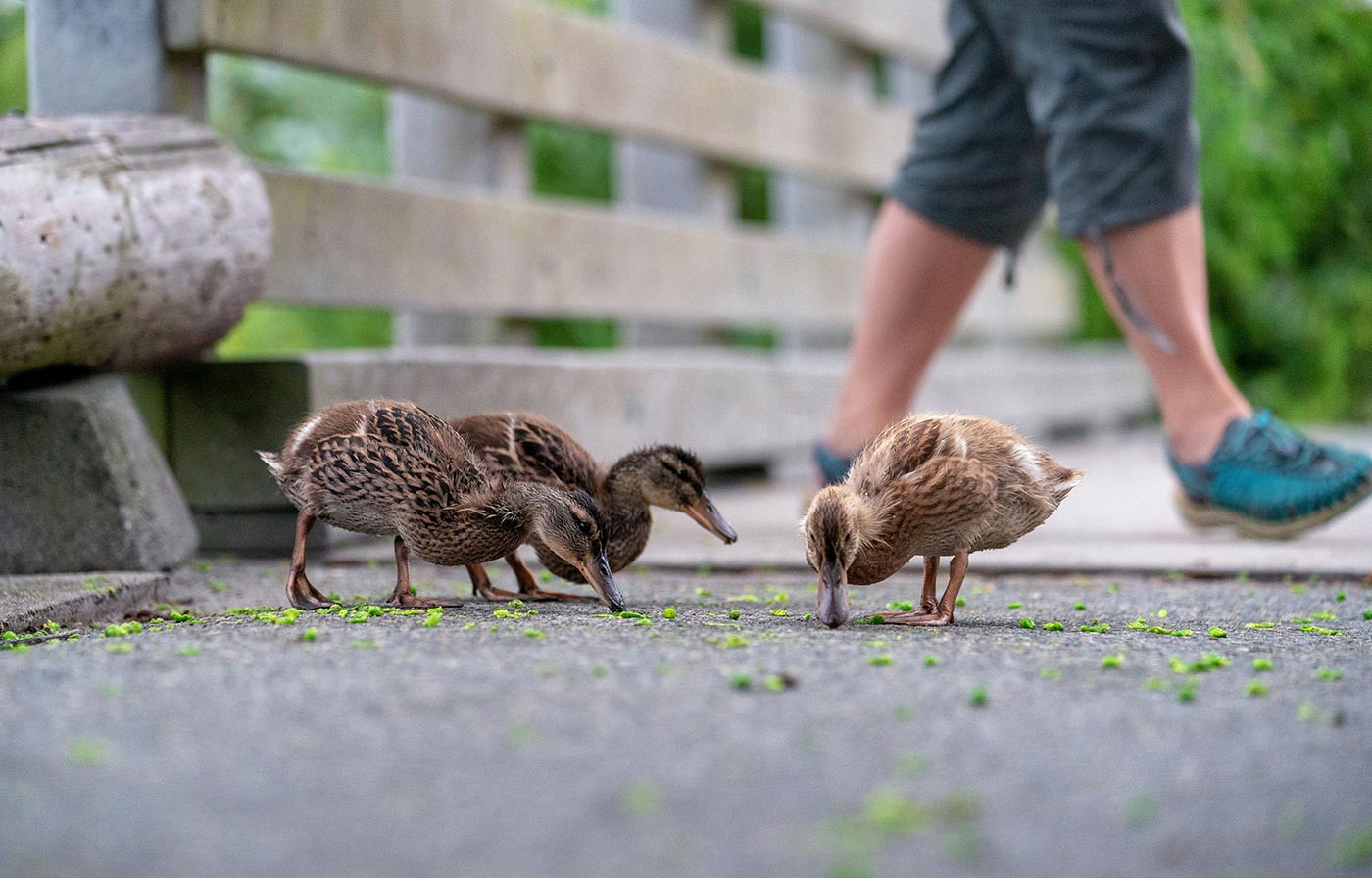 Pamper Your Furry Friends with Delicious Treats, Cozy Beds, and Toys