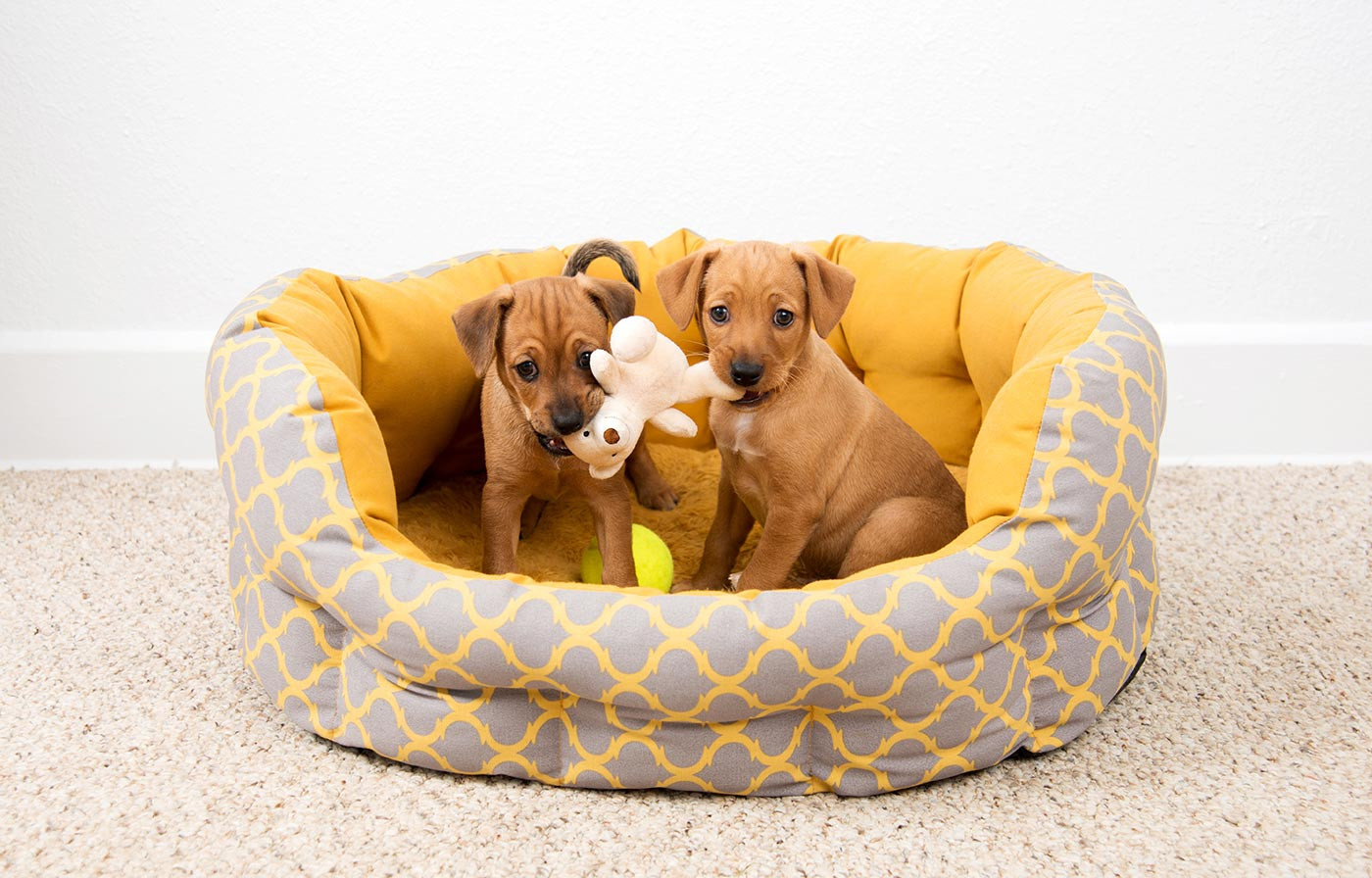 Trusted Pet Store for Supplying Healthy Foods, and Grooming Supplies