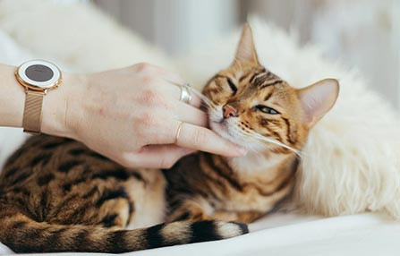 Discover Premium Toys, and Accessories for Dogs, Cats, and Birds