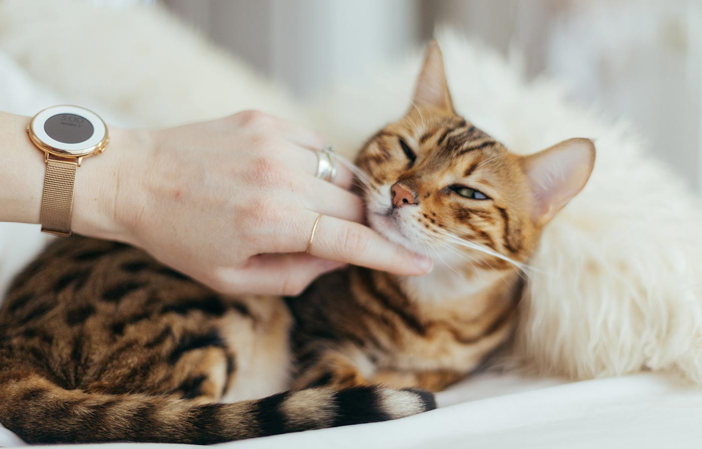 Discover Premium Toys, and Accessories for Dogs, Cats, and Birds