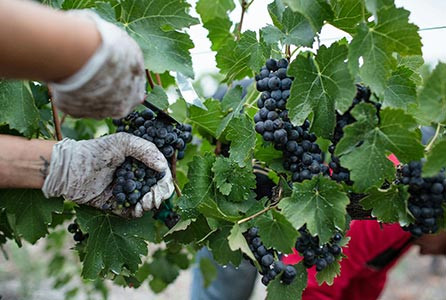 How to store wine properly at home without a fancy cellar