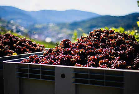 Sweet dry wine: understanding the spectrum of wine sweetness