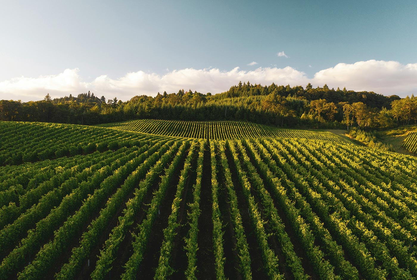  Best wines to pair with spicy food for a perfect balance