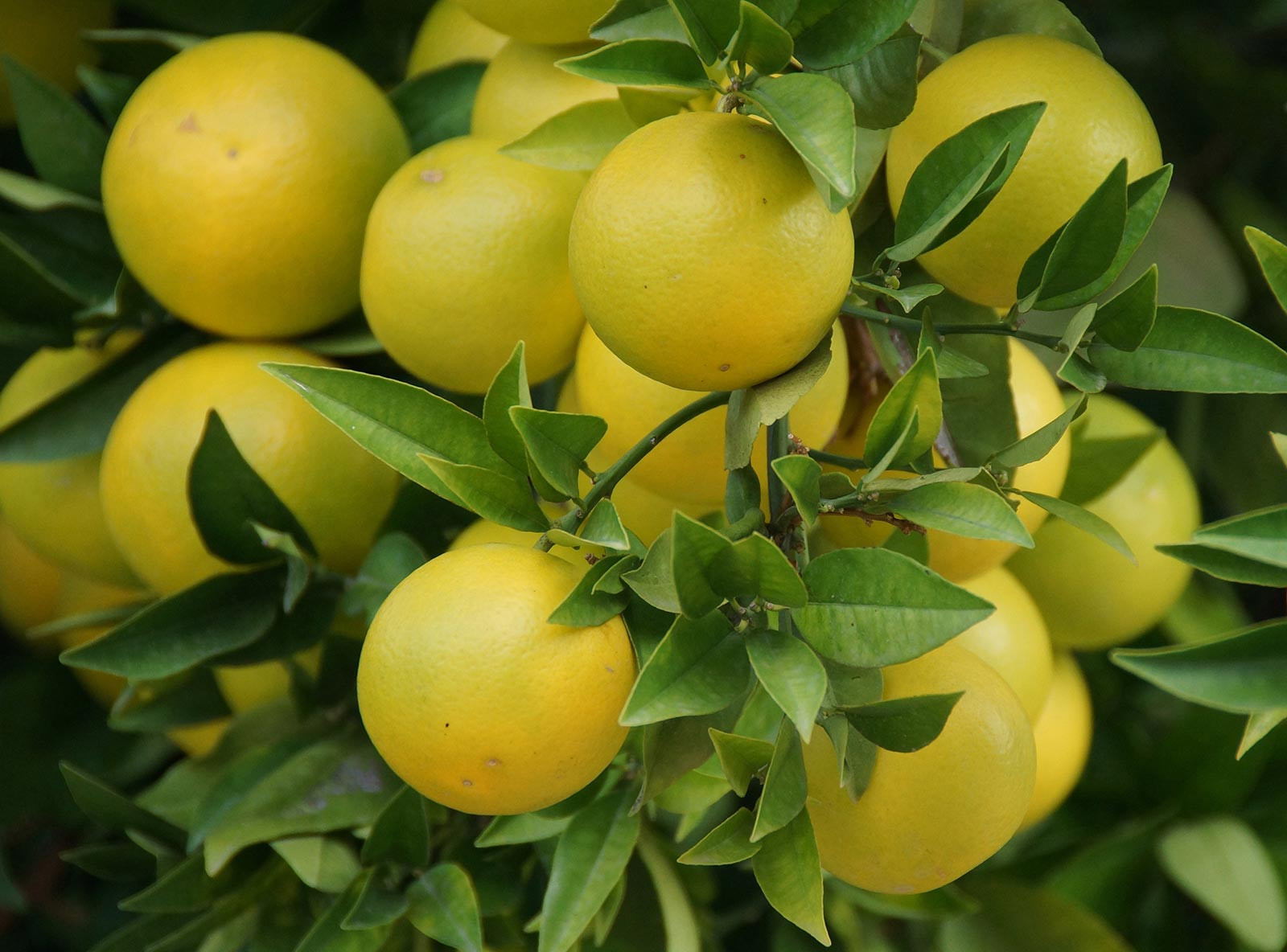 Quality tools crafted to handle tough jobs with ease