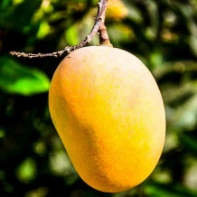 neelum mango naturally ripened carbide