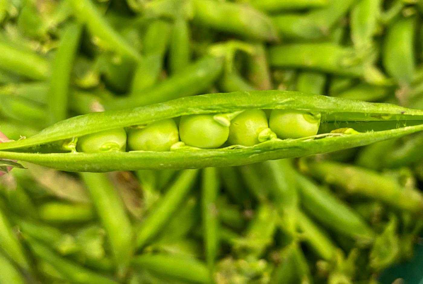 Fresh Vegetables That Bring Health And Happiness To Every Family Meal