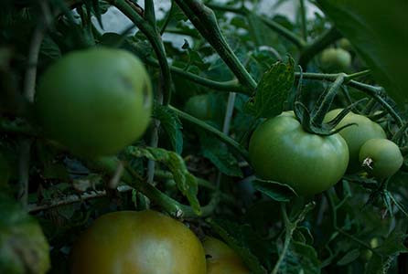 Fresh Vegetables For Every Season Bringing Wellness To Your Family Table