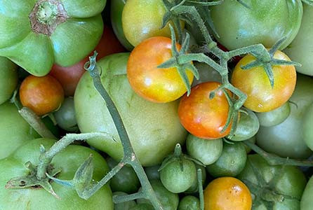 Discover The Joy Of Eating Fresh Vegetables Grown With Natural Care