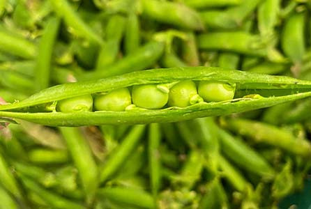 Fresh Vegetables That Bring Health And Happiness To Every Family Meal
