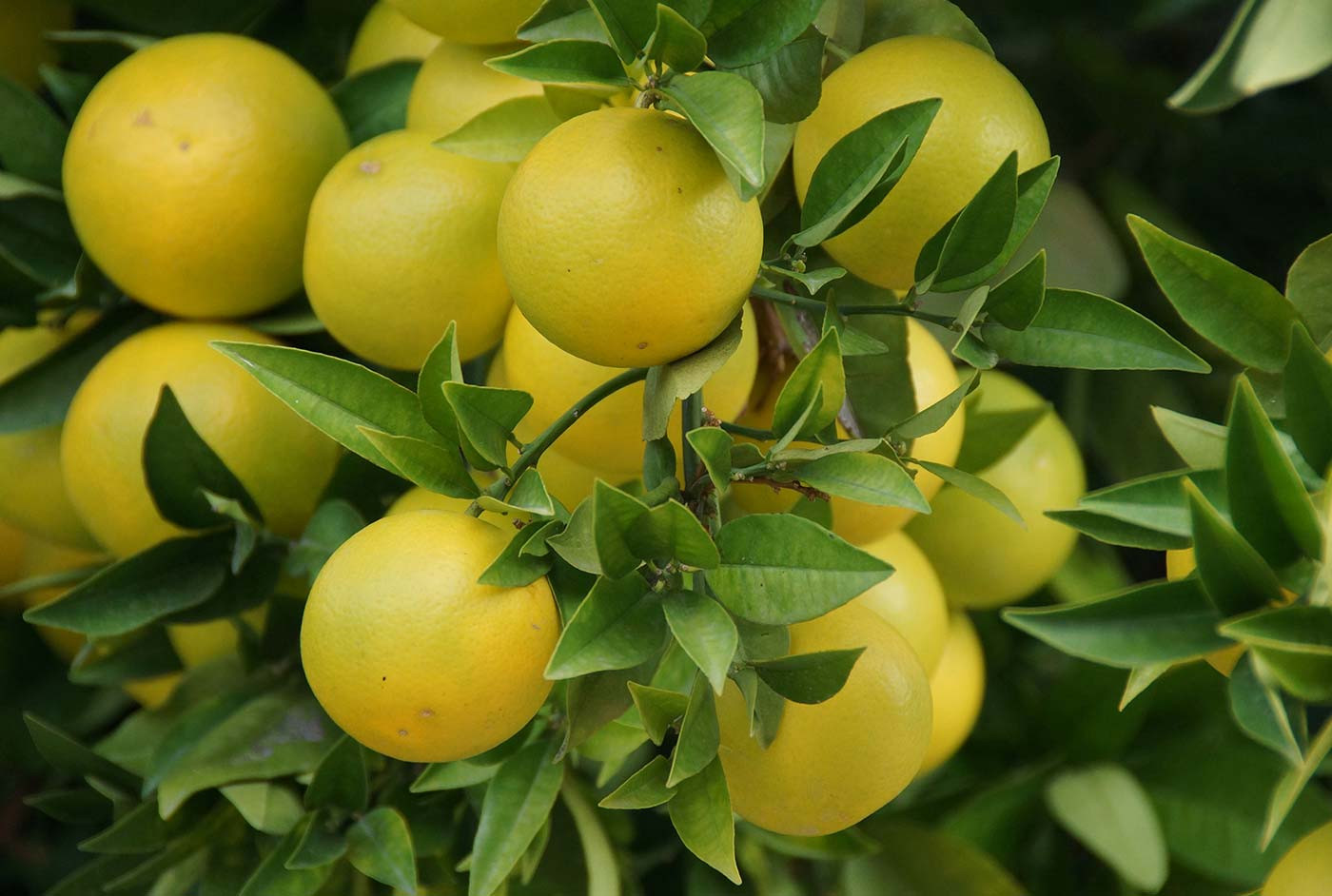 Taste Farm Fresh Vegetables That Bring Authentic Flavors To Your Plate