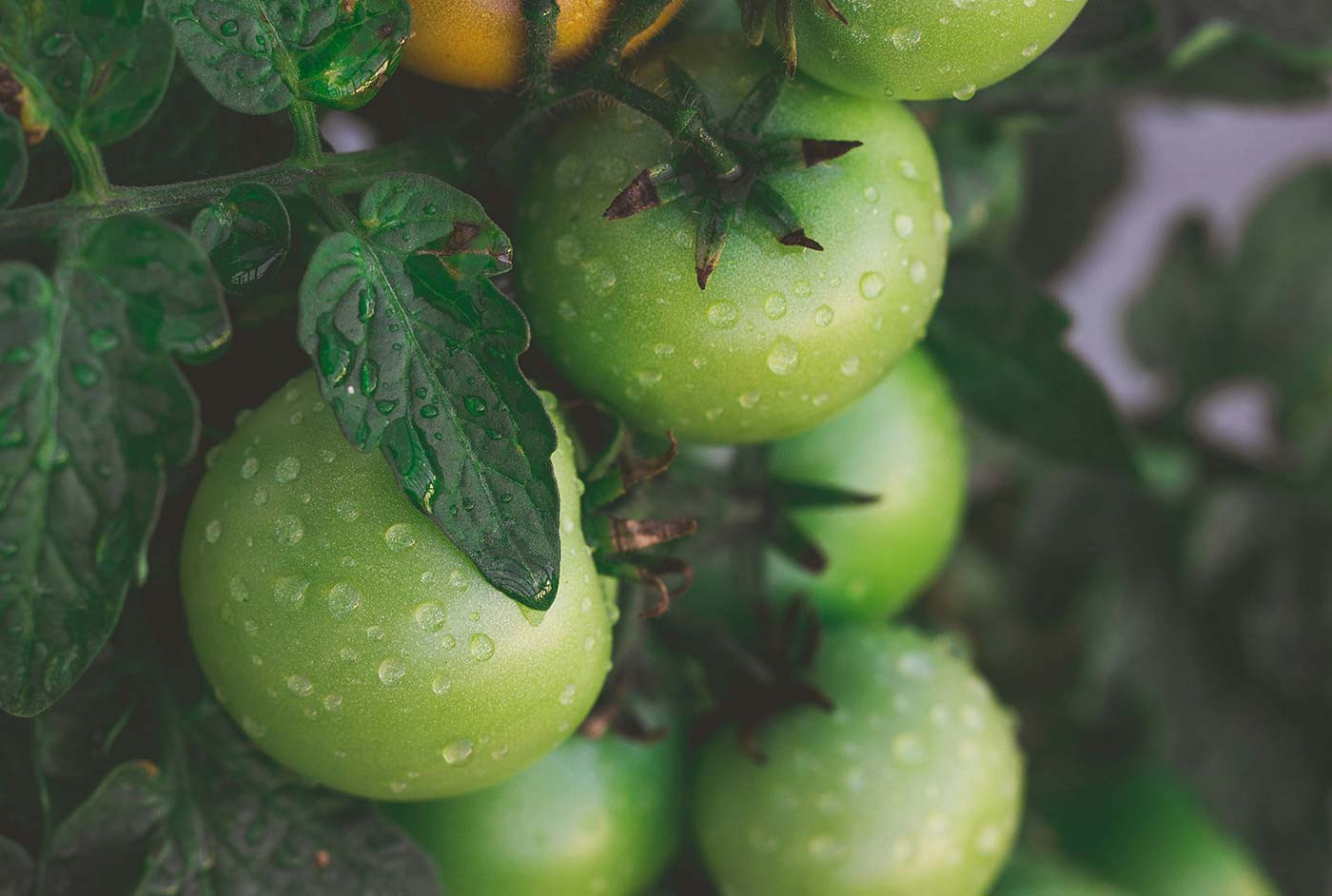 Enjoy Nature’s Goodness With Fresh Vegetables Full Of Vitamins Daily