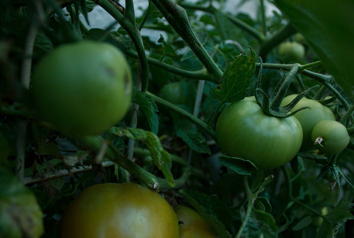 Fresh Vegetables For Every Season Bringing Wellness To Your Family Table