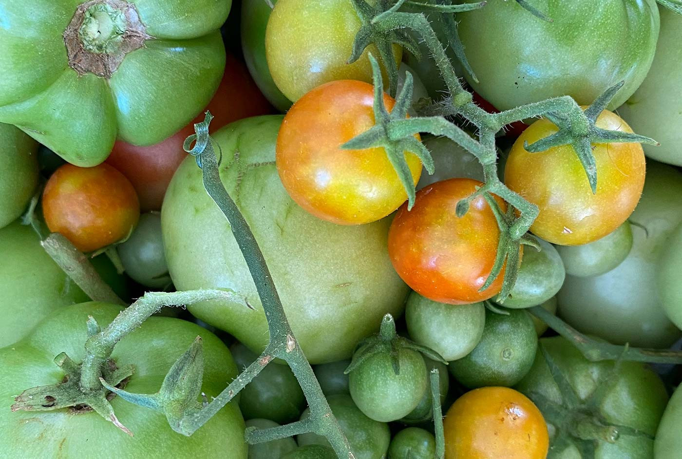 Discover The Joy Of Eating Fresh Vegetables Grown With Natural Care