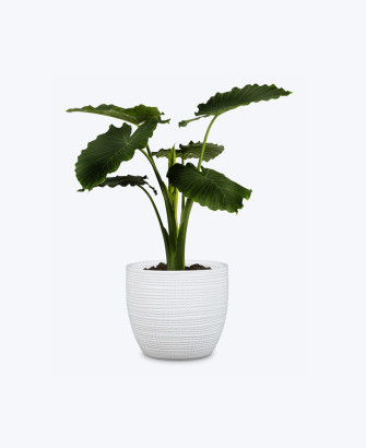 artificial leaf plant