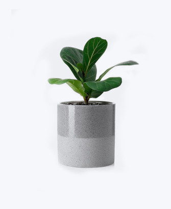 fresh herb rosemary