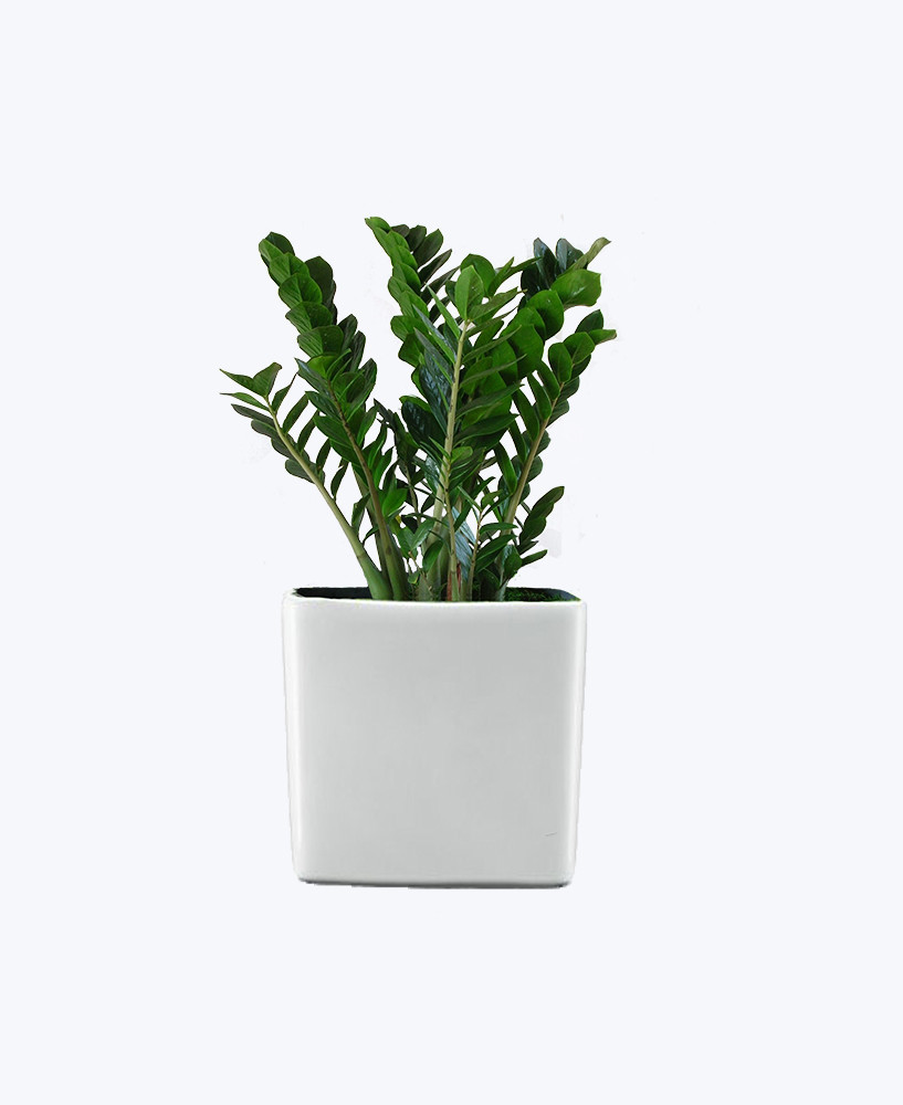 Emerald Zen Plant