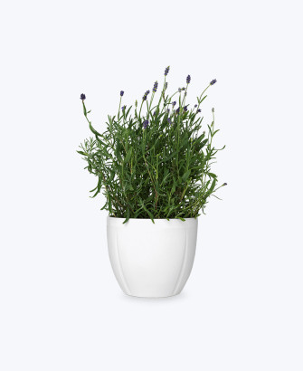 aloe vera succulent plant