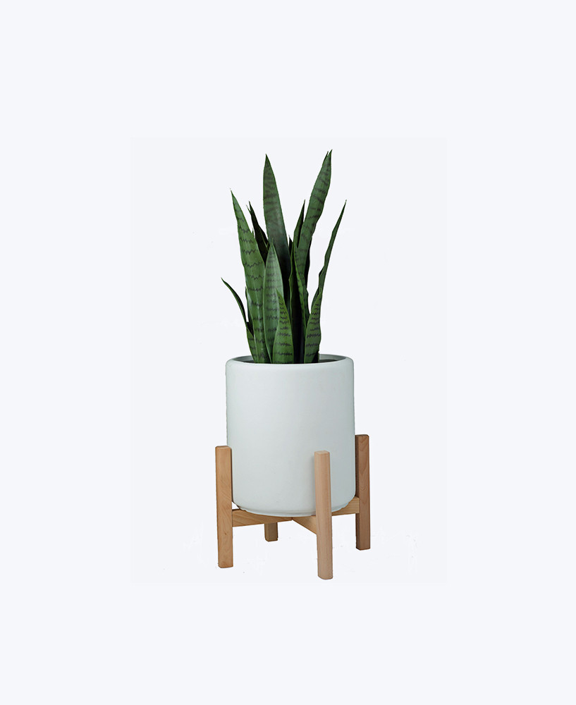 aloe vera succulent plant