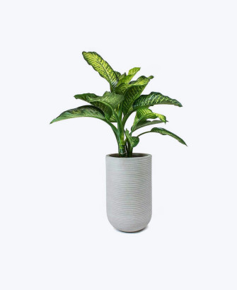 snake plant floor pot