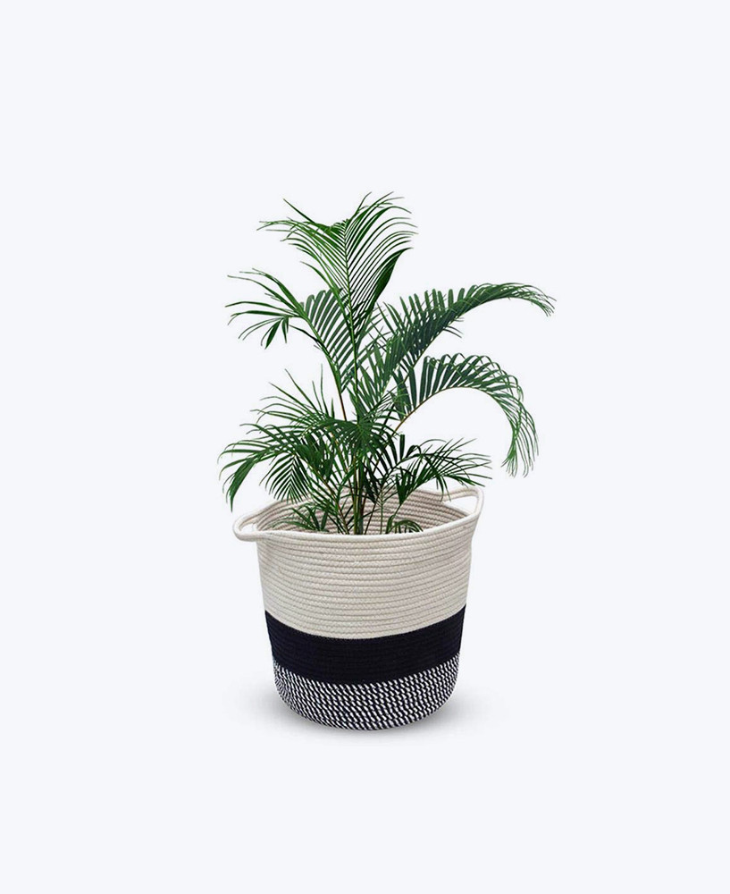 tropical palm breeze