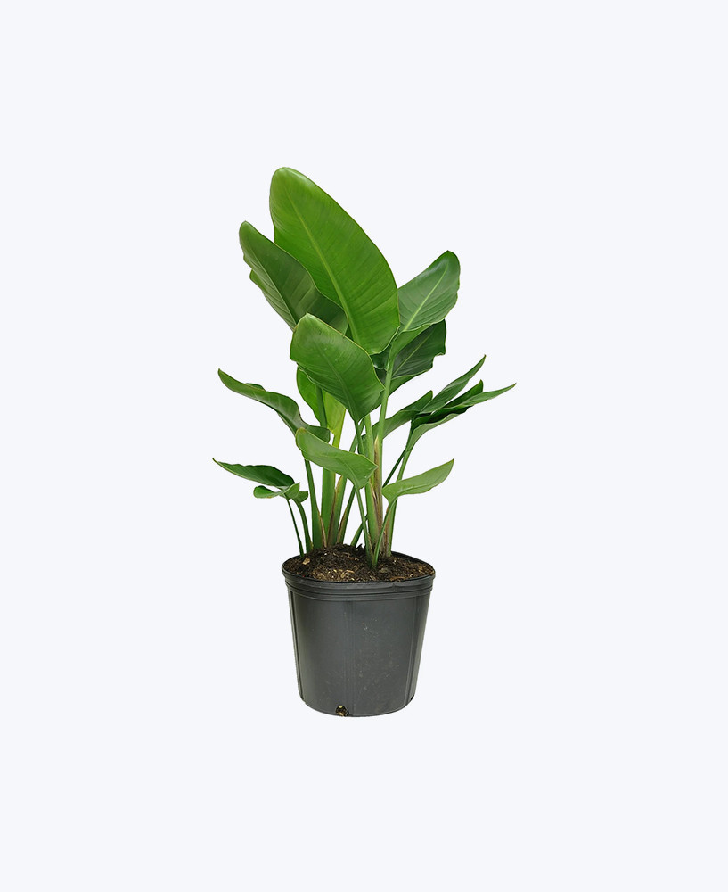grand paradise leaf