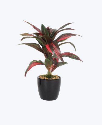 grand paradise leaf