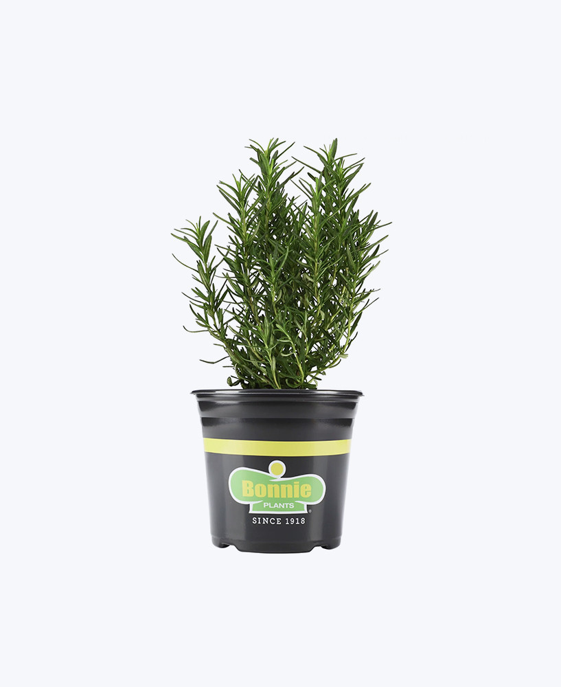 classic kitchen rosemary