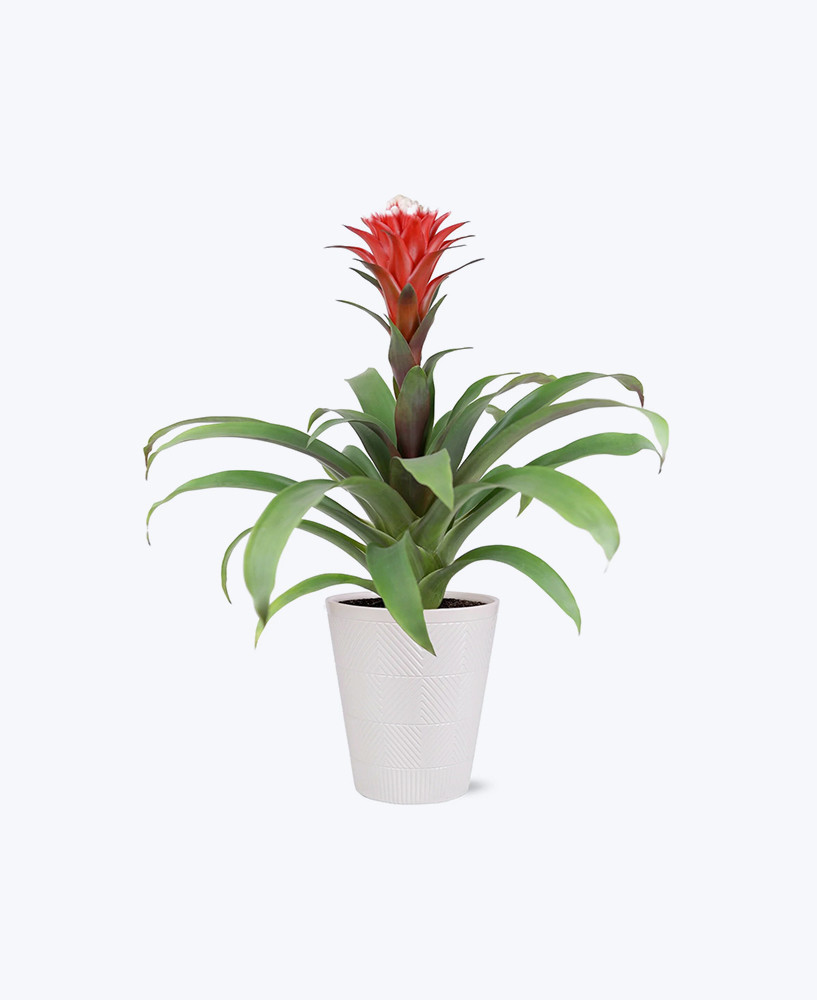 scarlet bloom bromeliad