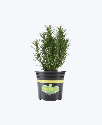treeinkle air purifier