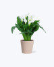 treeinkle air purifier