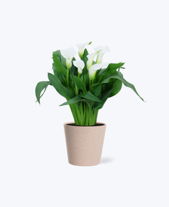 Treeinkle Air Purifier