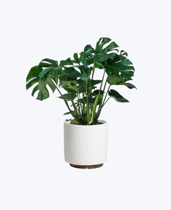 monstera deliciosa plant