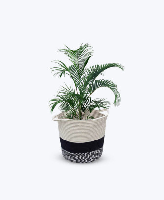 monstera deliciosa plant