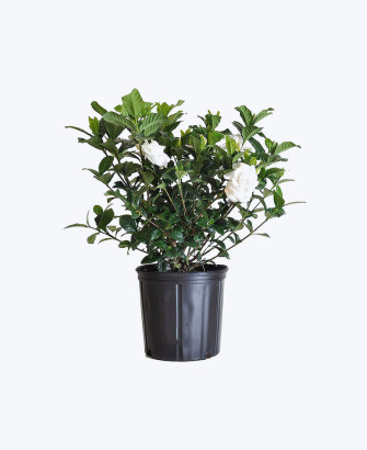 greenaholics fiddle plant