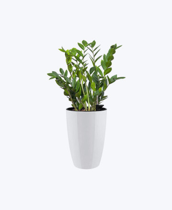 zamioculcas zamiifolia