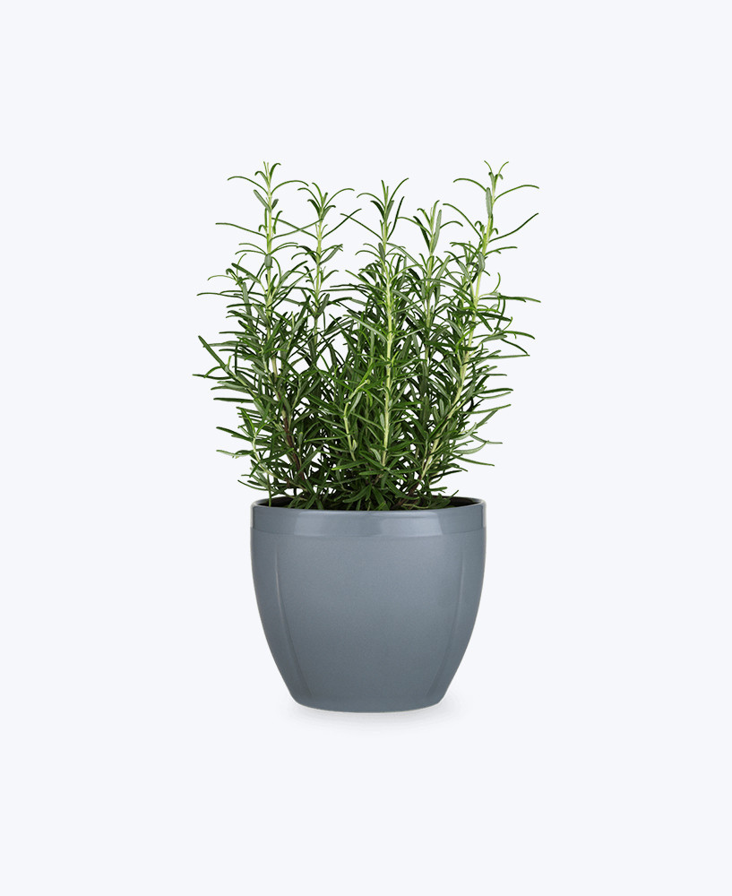 blooming lavender plant