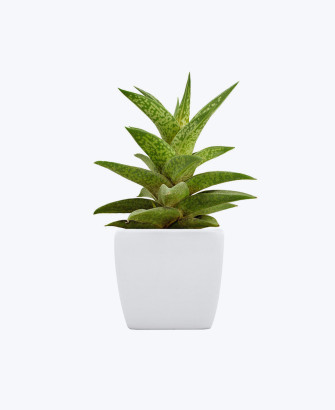 blooming lavender plant